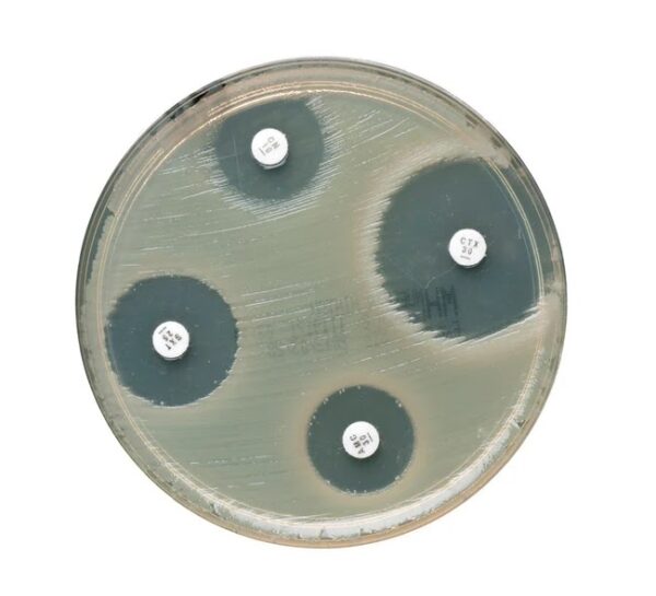 Discos con Antimicrobianos Eritromicina 15ug Tubo con 50 Discos
